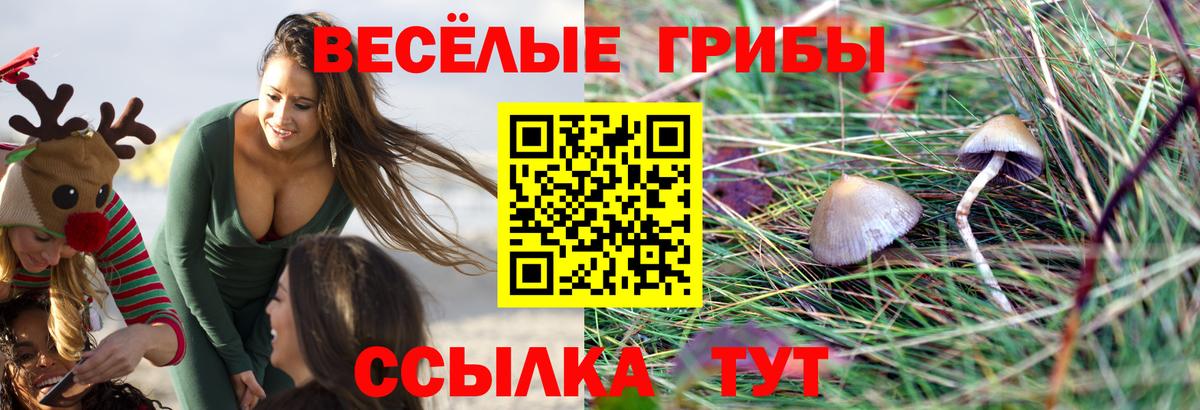 Рославль  Псилоцибиновые грибы Psilocybine cubensis  Вход с VPN 